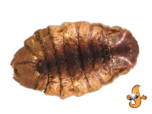 10Lbs Chubby Dried Silkworm Pupae Hot on Sale