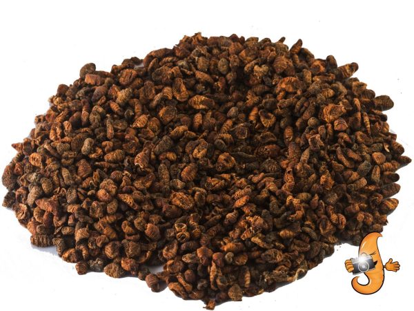 10Lbs Chubby Dried Silkworm Pupae Hot on Sale