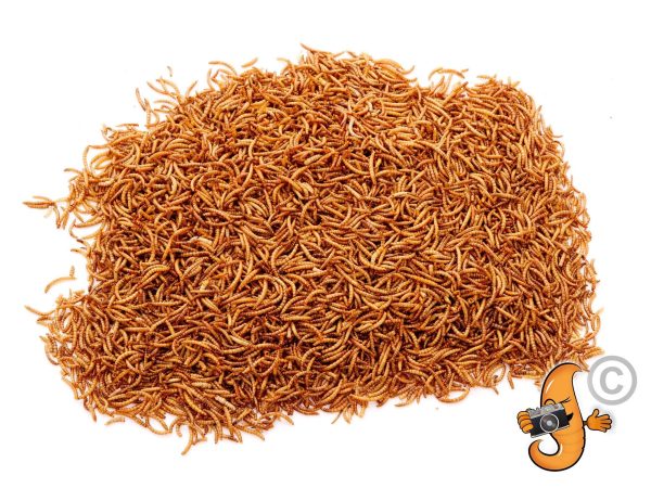 4Lbs Chubby Dried Mealworms Hot on Sale