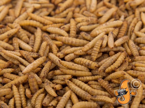 11lbs Chubby Dried Black Soldier Fly Larvae Online Sale