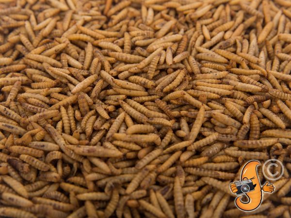 11lbs Chubby Dried Black Soldier Fly Larvae Online Sale