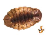 8Lb Chubby Dried Silkworm Pupae Sale