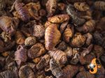 11lb Chubby Dried Silkworm Pupae Hot on Sale