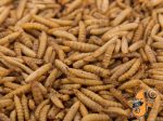 10LB Chubby Dried Black Soldier Fly Larvae Discount