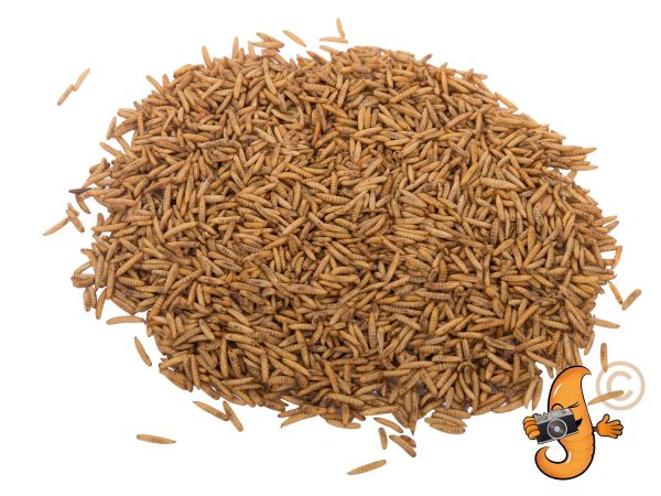 10LB Chubby Dried Black Soldier Fly Larvae Discount