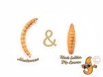 10lb Chubby Mix (Mealworm & Black Soldier Fly Larvae) Online Hot Sale